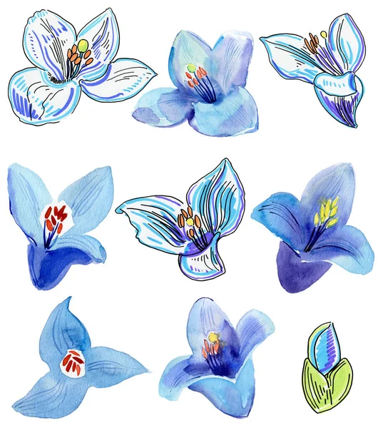 watercolor painting of blue lily isolated on white.