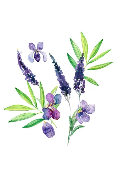 Watercolor Hand Drawn Illustration Lavender Flowers — 스톡 사진