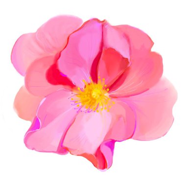 watercolor  pink peony flower isolated on white background