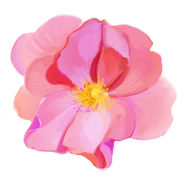 Watercolor Pink Peony Flower Isolated White Background — Stok fotoğraf