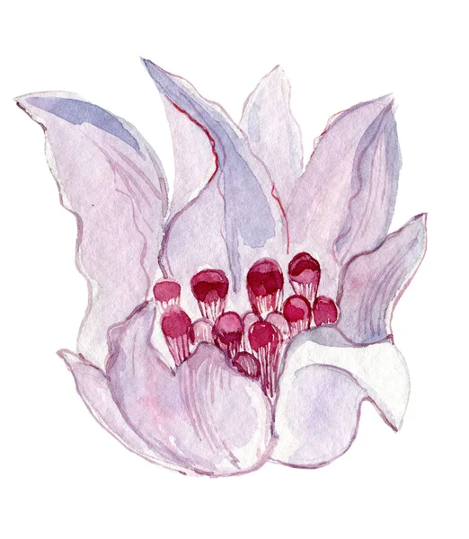 Illustration Aquarelle Une Belle Fleur Violette — Photo