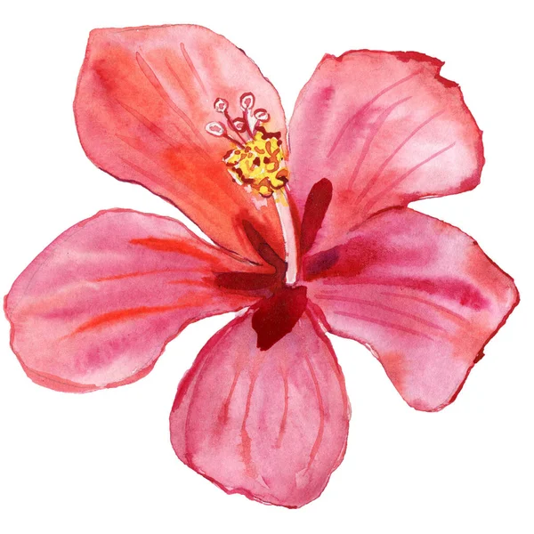 pink Hibiscus, bright flower, seamless floral pattern 