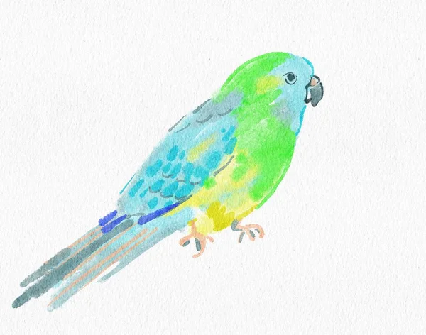 Watercolor Picture Parrot — Stok fotoğraf