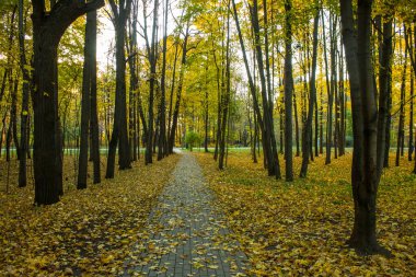 Parkta, sonbahar ağaçlarının arasında parlak yapraklarla süslenmiş sarı akçaağaç yapraklarıyla kaplı bir yaya yolu. Kavram - mevsimlik yürüyüşler