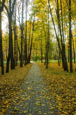 Bir sonbahar günü sararmış ağaçlar arasında düşen akçaağaç yaprakları ve kopyalanacak bir yer olan bir yaya yolu. Parkta yürüyüş kavramı