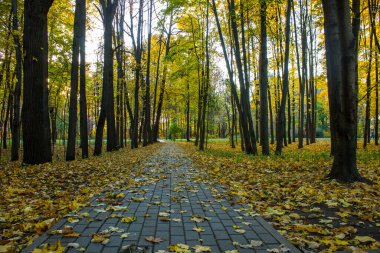 Bir sonbahar günü sararmış ağaçlar arasında düşen akçaağaç yaprakları ve kopyalanacak bir yer olan bir yaya yolu. Parkta yürüyüş kavramı