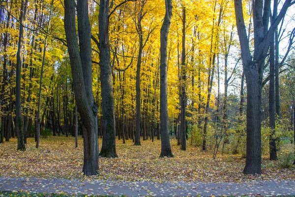 Helder Herfstlandschap Bomen Met Geel Vallende Bladeren Een Natuurpark Conceptseizoen — Stockfoto