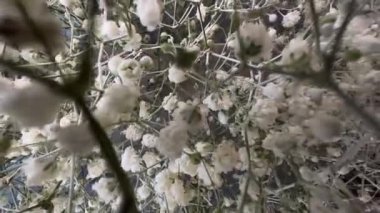 Kameranın lensleri bir buket beyaz çingene çiçeğinin içinden geçiyor.