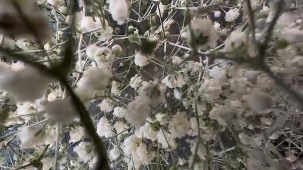A lente das câmeras se move através de um buquê de pequenas flores brancas de gypsophila — Vídeo de Stock