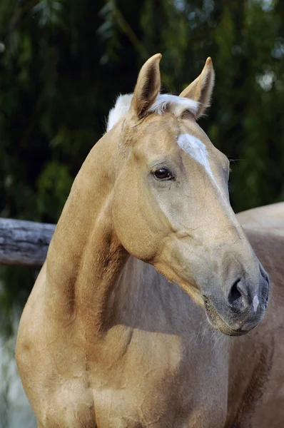 Cavalo castanho claro — Fotografia de Stock