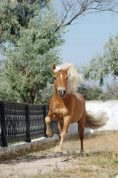 kahverengi at dörtnala çalışır