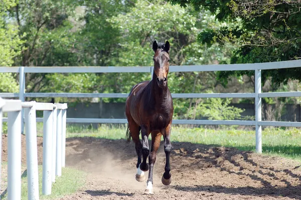 kahverengi at dörtnala çalışır