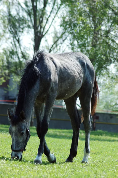 Cavalo cinzento — Fotografia de Stock