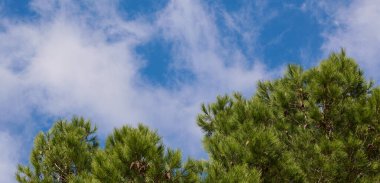 Çam ağacının bir kısmı mavi yaz gökyüzüne karşı web pankartı biçiminde kopya alanı olarak kullanılıyor