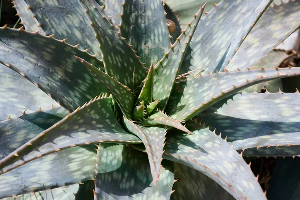 Planta Aloe Vera Aire Libre Isla Mallorca España —  Fotos de Stock