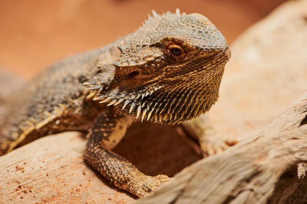 Dragon barbu avec une barbe écartée dans le terrarium — Photo