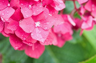 ıslak mor renkli ortanca çiçeği.