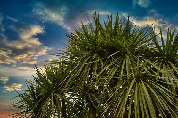 Yucca pálmafa a romantikus felhős ég előtt — Stock Fotó