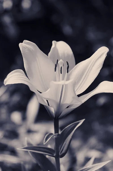 Jedna kwitnąca lilia w czerni i bieli — Zdjęcie stockowe