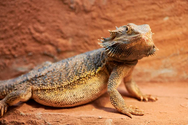 Pregnant bearded dragon in a terrarium is looking at camera — Stock Photo, Image