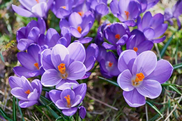 Frühlingskrokus im März in voller Blüte — Stockfoto