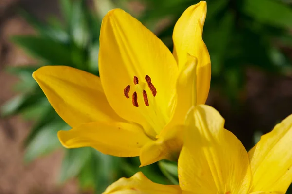 Macro foto di un giglio giallo in fiore — Foto Stock