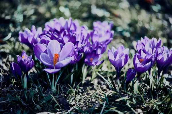 Первые цветы весенний крокус в кинематографическом стиле — стоковое фото