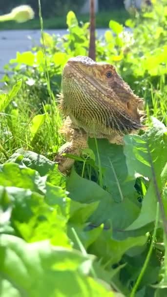 Sunbathing bearded dragon — Stock Video