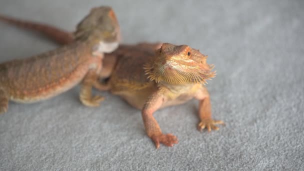 Two bearded dragons on a carpet — Stock Video