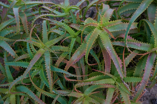 Latin Aloe 'deki şamdan fabrikasından aradılar.