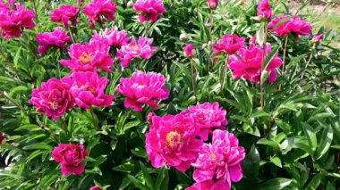 Rüzgar tarımsal bir alanda pembe şakayıklar arasında esiyor.