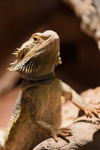 Bearded Dragon Bartagame Terrarium Proudly Holds Head Upwards — Photo