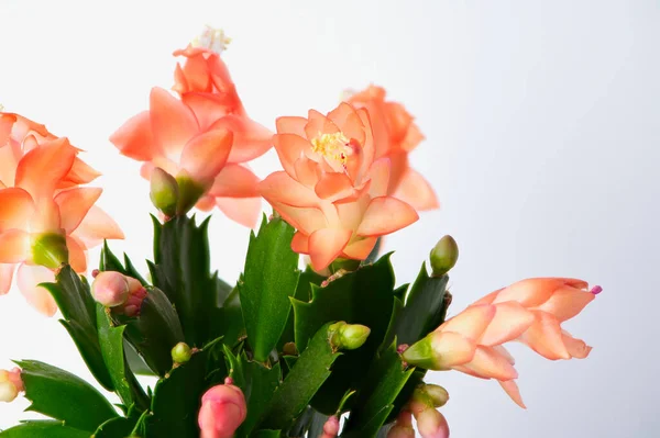 Blommande Jul Kaktus Makro Foto Med Fokus Stapling Mot Vit — Stockfoto