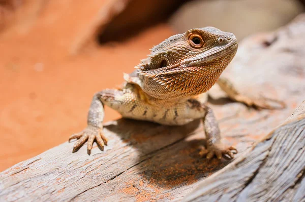 cute young male bearded dragon in private terrarium