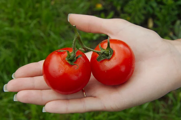 Dois tomates cereja na mão — Fotografia de Stock