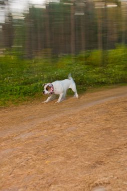 bir hayalet gibi uçan köpek