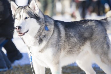 öfkeli alaskian husly köpek