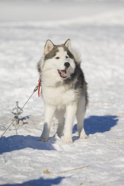 Dışarıda kar üzerinde dinlenme husky köpek