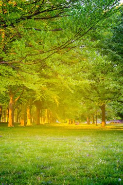 Güneşli Işınları ve Solgun Renkleri olan Muhteşem Akşam Ormanı. Dikey Resim Yönlendirmesi