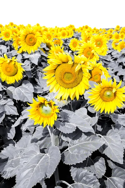 Close-up van zonnebloem tegen een geïsoleerd luchtruim — Stockfoto