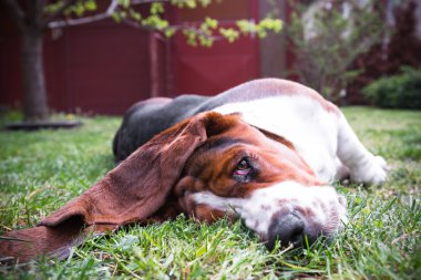 Basset hound