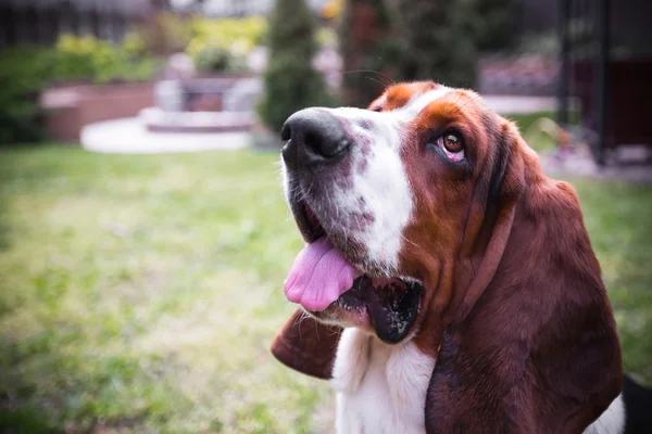 Basset hound — Stockfoto