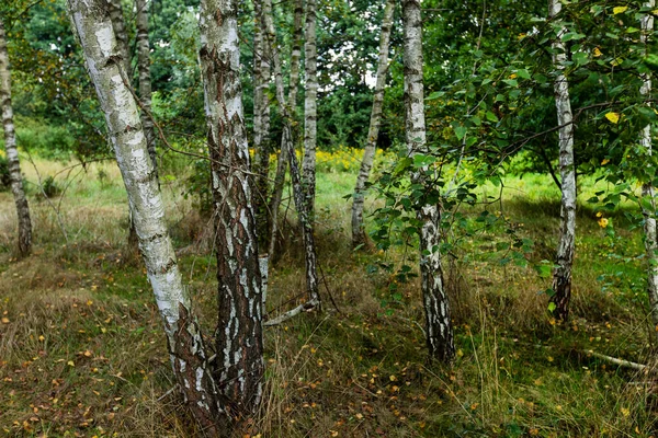 Birch Forest Stromy Evropě Strom Bílou Kůrou Krajiny Evropy Relax — Stock fotografie