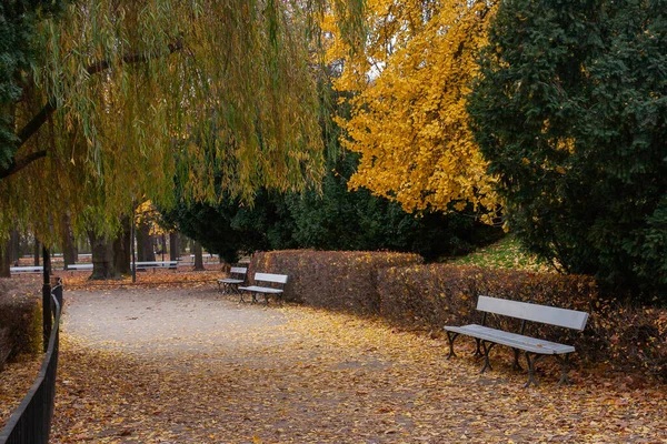 Jardim Saxão Varsóvia Outono Caminhe Entre Árvores Amarelas Bancos Parque — Fotografia de Stock