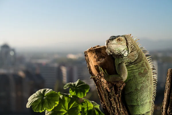 Iguana posa all'albero — Foto Stock