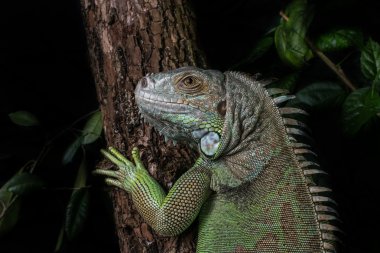iguana tarama ve poz bir ağaç üzerinde