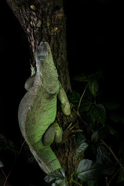 Iguana em uma árvore rastejando e posando — Fotografia de Stock