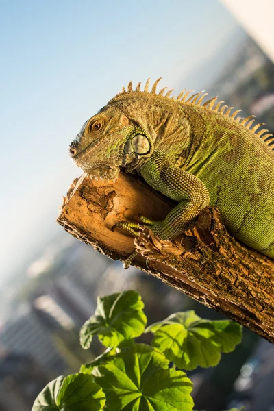 İguana bir tahta parçasının üzerinde sürünüyor ve poz veriyor. — Stok fotoğraf