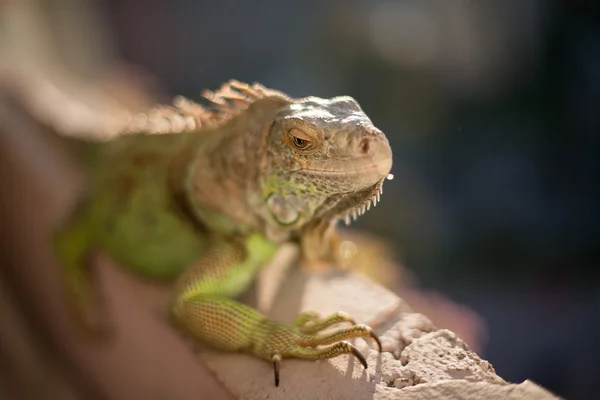 Iguana posando al sol y relajándose —  Fotos de Stock