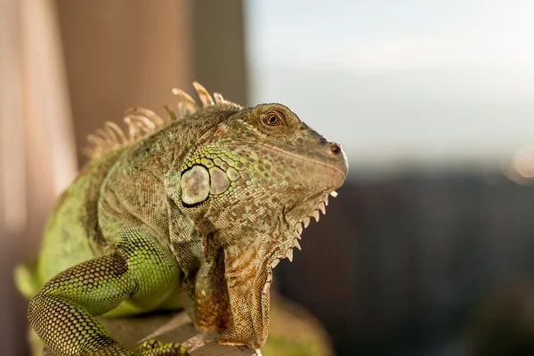 Iguana posando al sol y relajándose —  Fotos de Stock